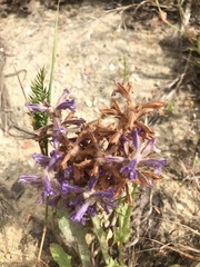Phelipanche arenaria