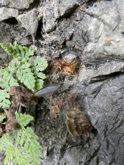 Hypodematium