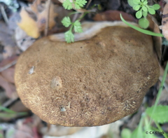 Boletus subtomentosus image