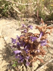 Phelipanche arenaria