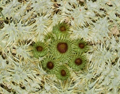 Onopordum acaulon