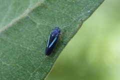 Graphocephala lugubris