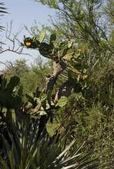 Opuntia rioplatense
