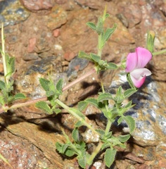 Ononis spinosa spinosa