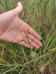 Aegilops triuncialis