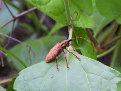 Cremnosterna carissima