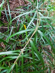 Parsonsia capsularis