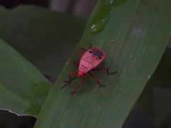 Probergrothius nigricornis