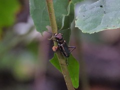 Cicindela interruptofasciata