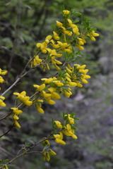 Cytisus emeriflorus