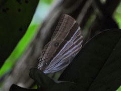 Amathusia phidippus