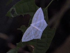 Acropteris ciniferaria
