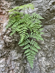 Hypodematium