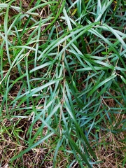 Parsonsia capsularis