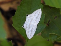 Acropteris ciniferaria