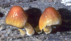 Image of Bolbitius callisteus