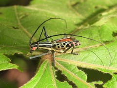 Macrochenus isabellinus