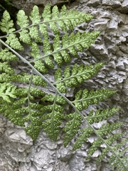 Hypodematium