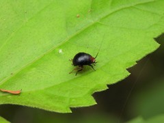 Hemithyrsocera palliata