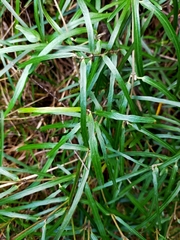 Parsonsia capsularis