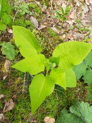 Doronicum austriacum