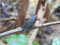 Kalidasa nigromaculata