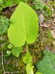 Doronicum austriacum