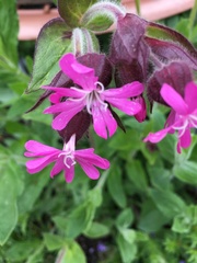Silene dioica