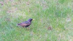 Sturnus vulgaris