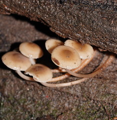 Mycena tuvara