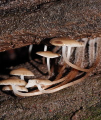 Mycena tuvara
