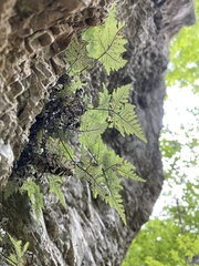 Aleuritopteris argentea