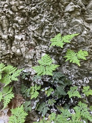 Aleuritopteris argentea