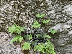 Aleuritopteris argentea