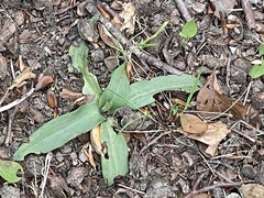 Ophrys apifera
