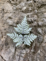 Aleuritopteris argentea