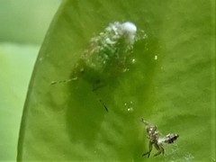 Psylla buxi