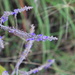 Coleus alloplectus - Photo (c) toohey-forest-wildlife, algunos derechos reservados (CC BY-NC), subido por toohey-forest-wildlife