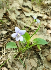 Viola canina