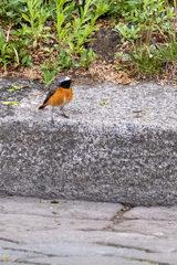 Phoenicurus phoenicurus