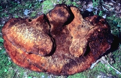 Inonotus hispidus image