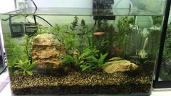 Hyphessobrycon herbertaxelrodi