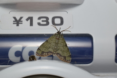 Episteira nigrilinearia