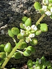 Cochlearia danica