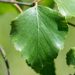 Betula celtiberica