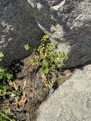 Cochlearia danica