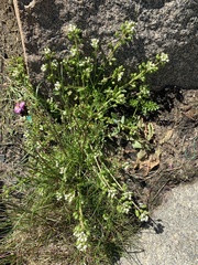 Cochlearia danica