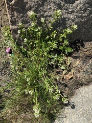 Cochlearia danica