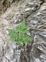 Aleuritopteris argentea