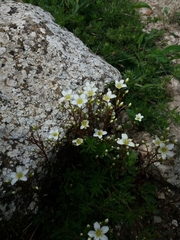 Saxifraga cuneata